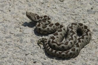 Κουλουριασμένη οχιά πάνω σε βράχο με τη γλώσσα της έξω.