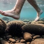 person exiting sea rocky beach - Γιατί το πάτημα αχινού χρειάζεται σωστή φροντίδα - Τι πρέπει να κάνετε