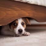dog - Ο σκύλος φοβάται την ηλεκτρική σκούπα; Πώς θα ξεπεράσει τη φοβία του
