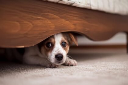 dog - Ο σκύλος φοβάται την ηλεκτρική σκούπα; Πώς θα ξεπεράσει τη φοβία του