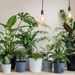 plants5 - Οι ειδικοί προειδοποιούν: Μετακινήστε αυτά τα φυτά σε εσωτερικό χώρο πριν πιάσει το κρύο