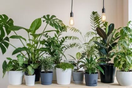 plants5 - Οι ειδικοί προειδοποιούν: Μετακινήστε αυτά τα φυτά σε εσωτερικό χώρο πριν πιάσει το κρύο