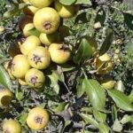 agriogkortsia0 - Αuτό είναι το ξεχασμένο δέντρο που μεγάλωσε πολλές γενιές – Γιατί εξαφανίστηκε