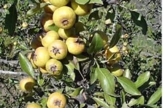 agriogkortsia0 - Αuτό είναι το ξεχασμένο δέντρο που μεγάλωσε πολλές γενιές – Γιατί εξαφανίστηκε
