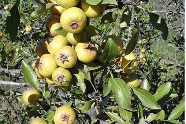 agriogkortsia0 - Αuτό είναι το ξεχασμένο δέντρο που μεγάλωσε πολλές γενιές – Γιατί εξαφανίστηκε