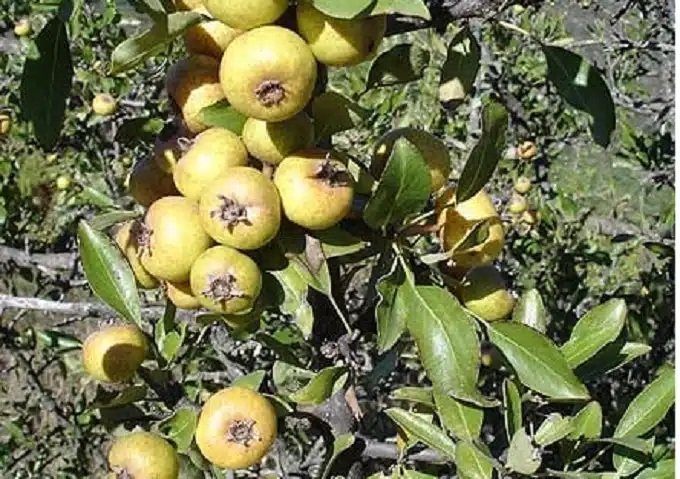agriogkortsia0 - Αuτό είναι το ξεχασμένο δέντρο που μεγάλωσε πολλές γενιές – Γιατί εξαφανίστηκε