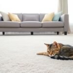 Ένας καθαρός χώρος διαβίωσης με καναπέ και χαλί, απεικονίζοντας την αίσθηση καθαριότητας μετά την αφαίρεση λεκέδων γάτας.