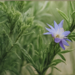 Αγοράστε Δεντρολίβανο Online - Γεωπονικό Κέντρο Κήπου