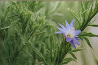 Αγοράστε Δεντρολίβανο Online - Γεωπονικό Κέντρο Κήπου