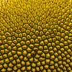 jeckfruit - Το εξωτικό φρούτο που μαγειρεύεται σαν χοιρινό και ενισχύει την υγεία σου