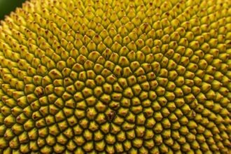 jeckfruit - Το εξωτικό φρούτο που μαγειρεύεται σαν χοιρινό και ενισχύει την υγεία σου