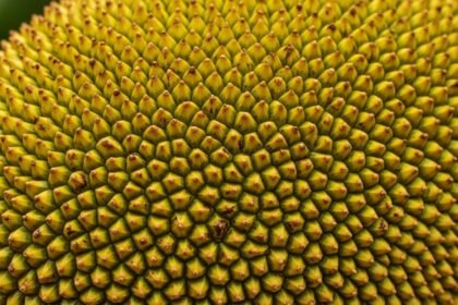 jeckfruit - Το εξωτικό φρούτο που μαγειρεύεται σαν χοιρινό και ενισχύει την υγεία σου