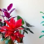 Φυτά εσωτερικού χώρου με έντονες αποχρώσεις σε μοντέρνο περιβάλλον.