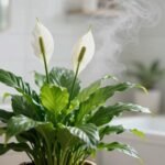 Σπαθίφυλλο σε μπάνιο με υγρασία