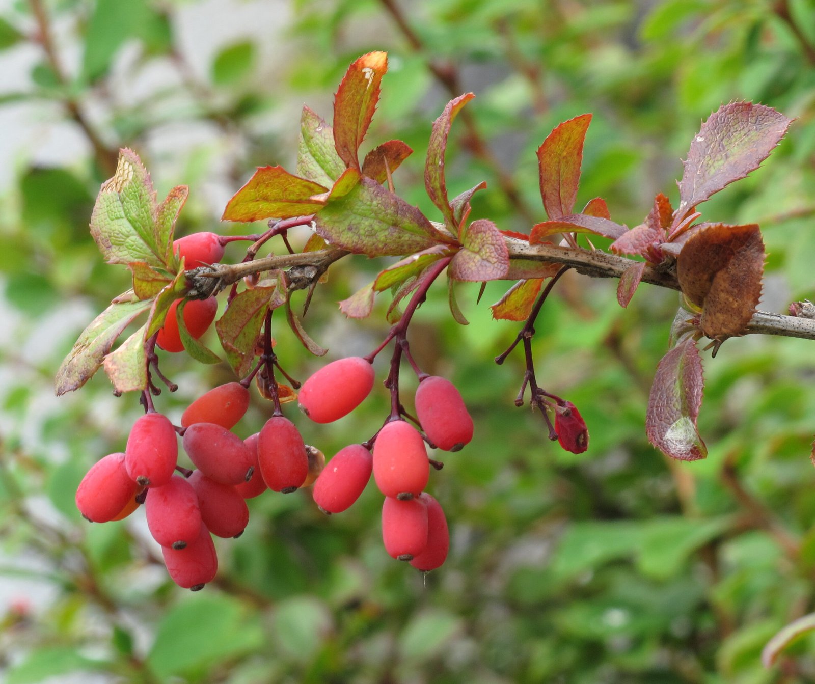 File:Berberis vulgaris 2 RF.jpg