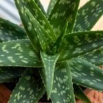 Αλόη - Αλόη: Το φυσικό θαύμα για άμεση ανακούφιση και ενυδάτωση δέρματος