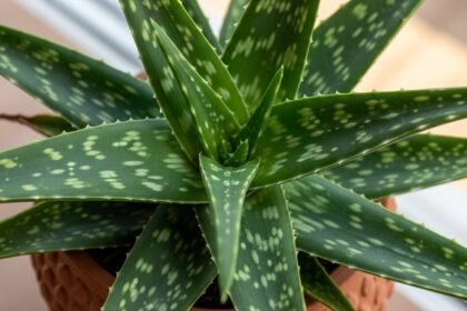 Αλόη - Αλόη: Το φυσικό θαύμα για άμεση ανακούφιση και ενυδάτωση δέρματος