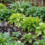 Πλούσιος κήπος με χειμερινά λαχανικά και φρούτα του Φεβρουαρίου.