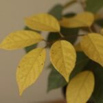 Κιτρινισμένα φύλλα φυτών εσωτερικού χώρου τον χειμώνα.