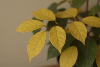 Κιτρινισμένα φύλλα φυτών εσωτερικού χώρου τον χειμώνα.