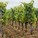 Λεπτομέρεια από κλάδεμα αμπελιού με ζωντανή βλάστηση.