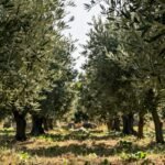 Ελαιόδεντρα κατά τη διαδικασία του κλαδέματος σε ηλιόλουστο ελαιοκομείο