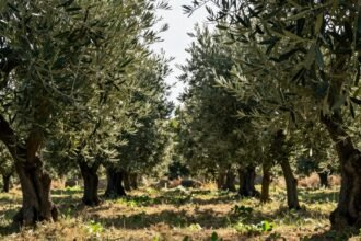 Ελαιόδεντρα κατά τη διαδικασία του κλαδέματος σε ηλιόλουστο ελαιοκομείο