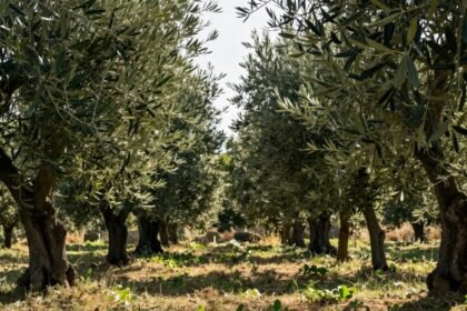 Ελαιόδεντρα κατά τη διαδικασία του κλαδέματος σε ηλιόλουστο ελαιοκομείο