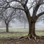 Χειμερινή φύτευση καρποφόρων δέντρων, γυμνόριζα δενδρύλλια σε κήπο