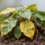 Υγιές φυτό με σημάδια υπερβολικού ποτίσματος.