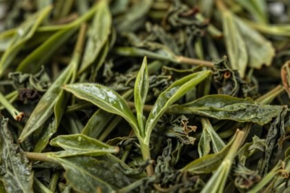 Oolong τσάι σε όμορφη παρουσίαση με φύλλα.