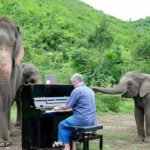 piano45 - Ο μουσικός που παίζει πιάνο για ελέφαντες στην εξοχή