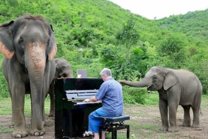 piano45 - Ο μουσικός που παίζει πιάνο για ελέφαντες στην εξοχή