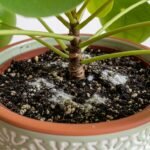 γλάστρα2 - Γιατί το χώμα στη γλάστρα γίνεται άσπρο και τι σημαίνει αυτό