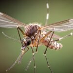 κουνούπι - Πώς επιβιώνουν τα κουνούπια όταν κάνει κρύο