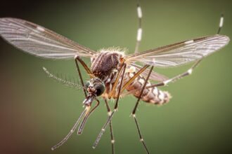 κουνούπι - Πώς επιβιώνουν τα κουνούπια όταν κάνει κρύο