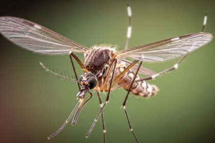 κουνούπι - Πώς επιβιώνουν τα κουνούπια όταν κάνει κρύο