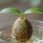 Κουκούτσι αβοκάντο που βλασταίνει σε φυτό με ρίζες στο νερό.