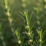 Φρέσκο δεντρολίβανο που συμβολίζει τη μνήμη και τη συγκέντρωση.