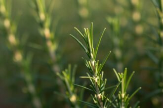 Φρέσκο δεντρολίβανο που συμβολίζει τη μνήμη και τη συγκέντρωση.
