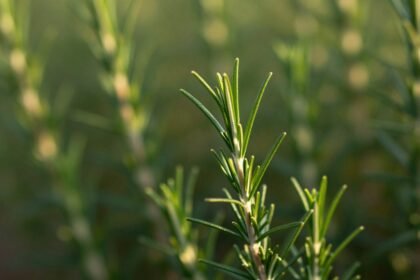 Φρέσκο δεντρολίβανο που συμβολίζει τη μνήμη και τη συγκέντρωση.