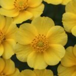 Ελίχρυσος, το φυτό που αναγεννά και προστατεύει το δέρμα.