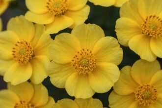 Ελίχρυσος, το φυτό που αναγεννά και προστατεύει το δέρμα.