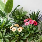 Φυτά εσωτερικού χώρου που προσθέτουν ζωντάνια και αίσθηση άνοιξης.