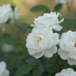 Η τριανταφυλλιά Iceberg Rose με λευκά άνθη σε πράσινο φόντο.