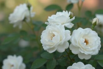 Η τριανταφυλλιά Iceberg Rose με λευκά άνθη σε πράσινο φόντο.