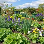 Ένας κήπος γεμάτος φυτά ανθισμένα και λαχανικά τον Μάρτιο.