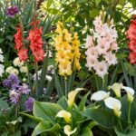 Ένας χρωματιστός κήπος την άνοιξη γεμάτος βολβούς λουλουδιών σε ανθοφορία.