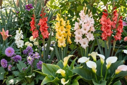 Ένας χρωματιστός κήπος την άνοιξη γεμάτος βολβούς λουλουδιών σε ανθοφορία.