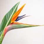 bird of paradise flower, strelitzia, flower, beautiful flowers, nature, flower background, blossom, flower wallpaper, bloom